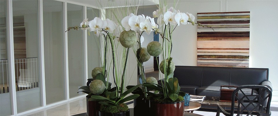 Hospitality Interior Orchids
