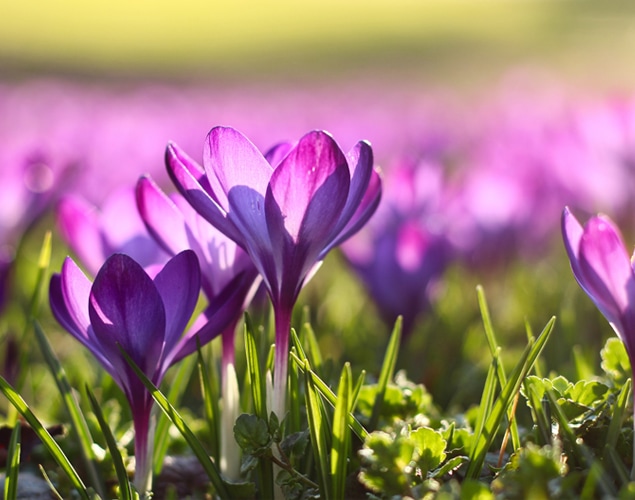 Spring Equinox In tune with the season Blondie's Treehouse, Inc.